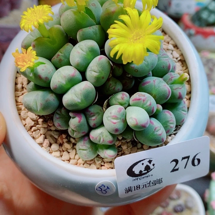 生石花花花花花花花276