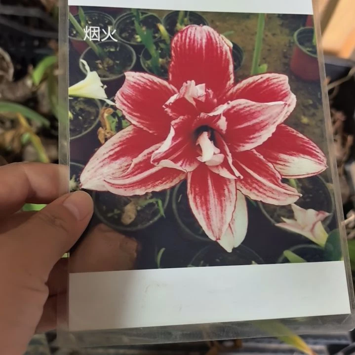 当前无花栽培后可以开花烟火小球带盆发货