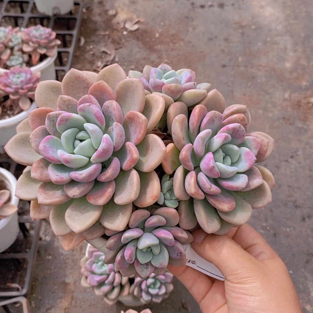 462花斑露一物一拍