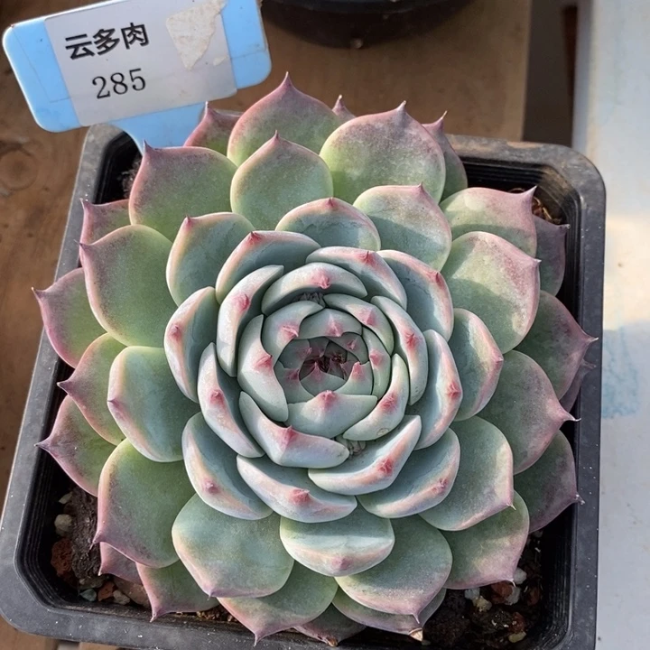 D285- 直播福利 卡西欧