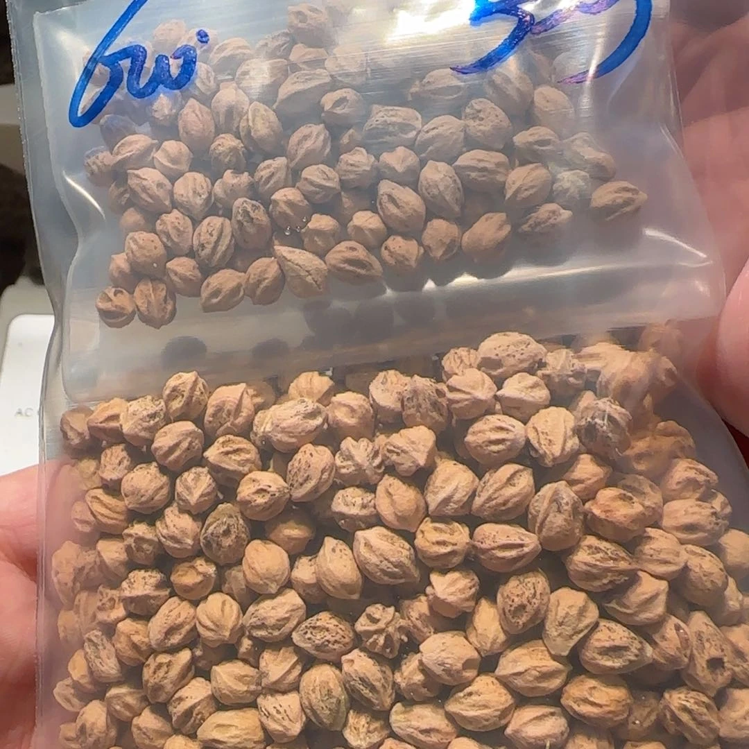 柏香籽/百香籽吊坠5.5 53g