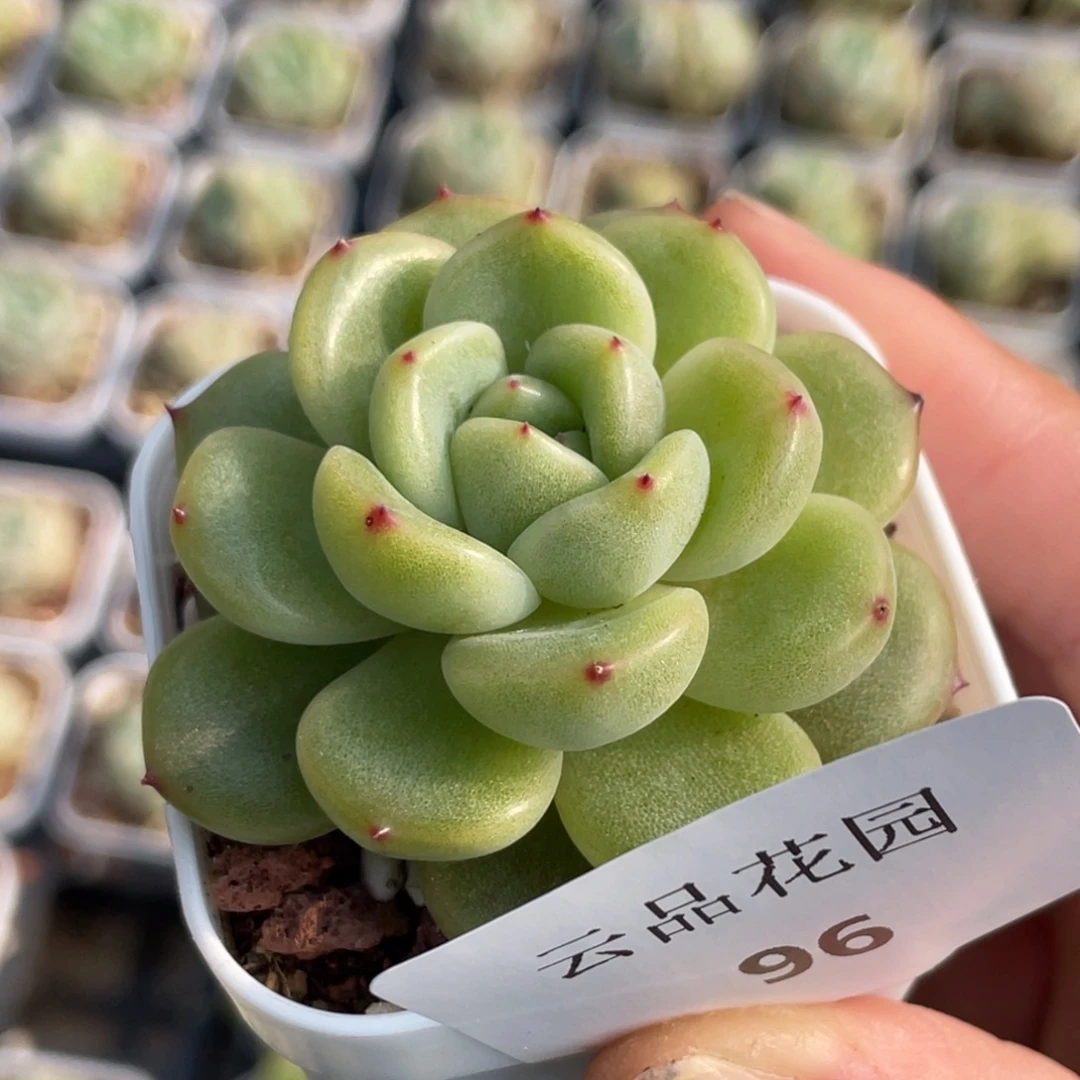 96号糖心冰心珍妮 灯芯珍妮