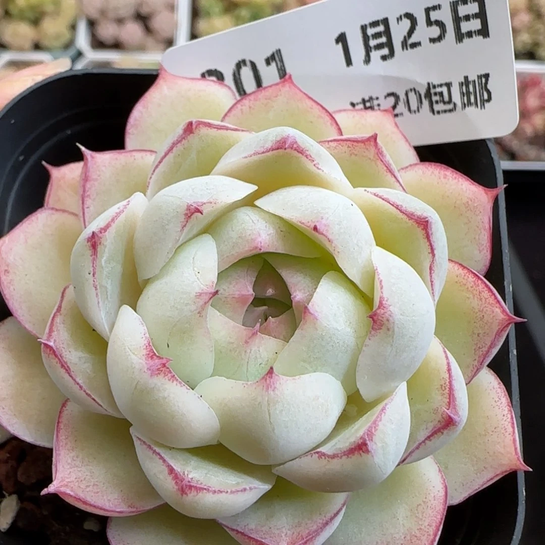 花语逸镜0125-301女王