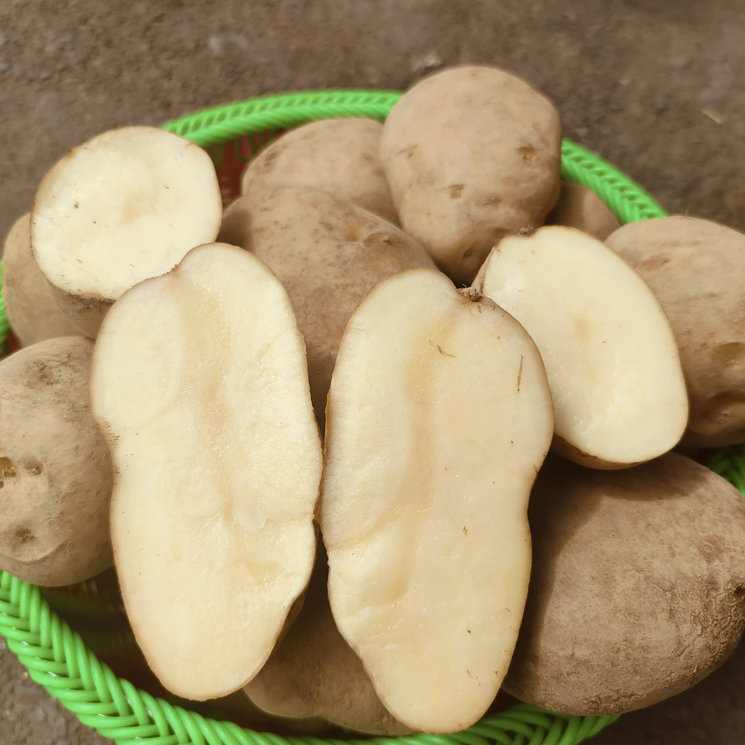 贵州老品种白花洋芋