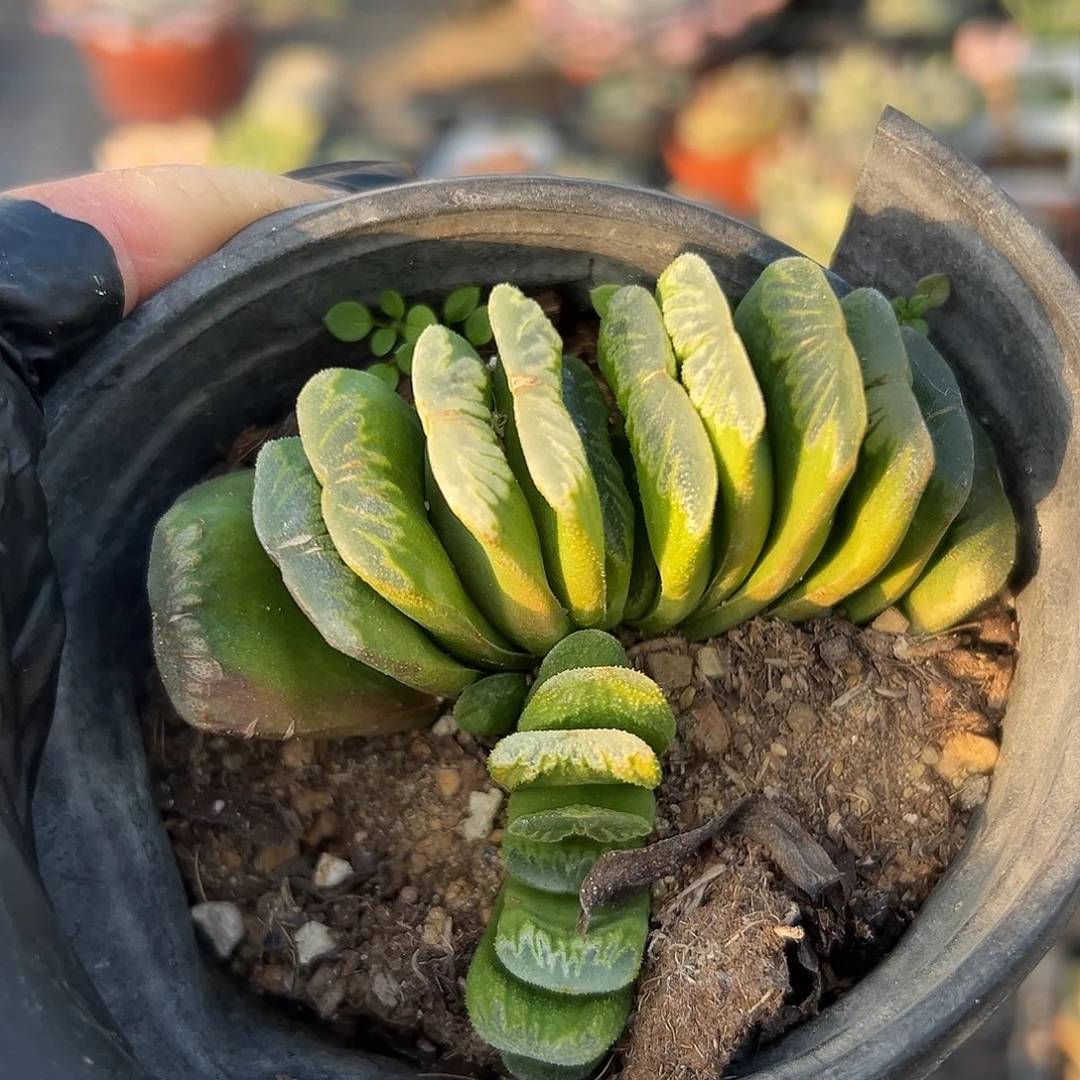 多肉植物草玉扇双头