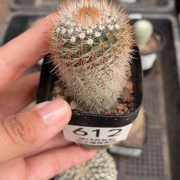 612红神丸仙人球植物