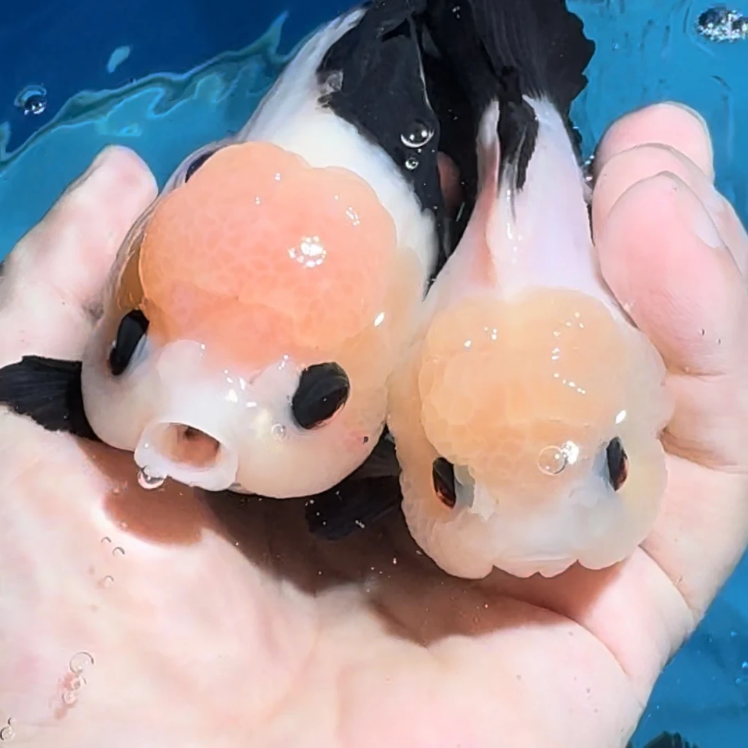 玛丽泰狮金鱼活体高端观赏鱼原泰