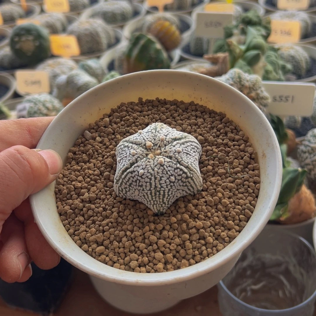 无花朵184实生海星体连线兜