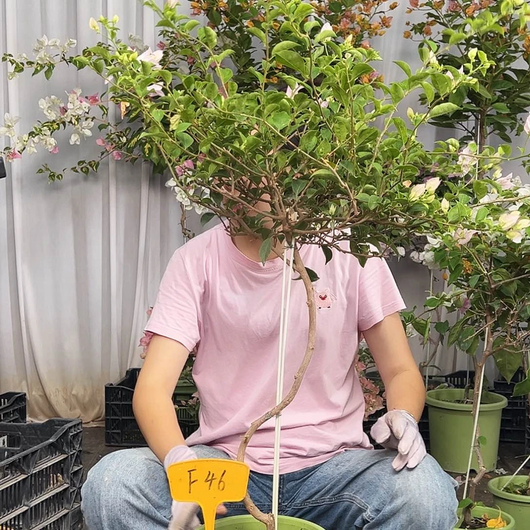 恰***妮当前无花栽培后可以开花F46苹果花