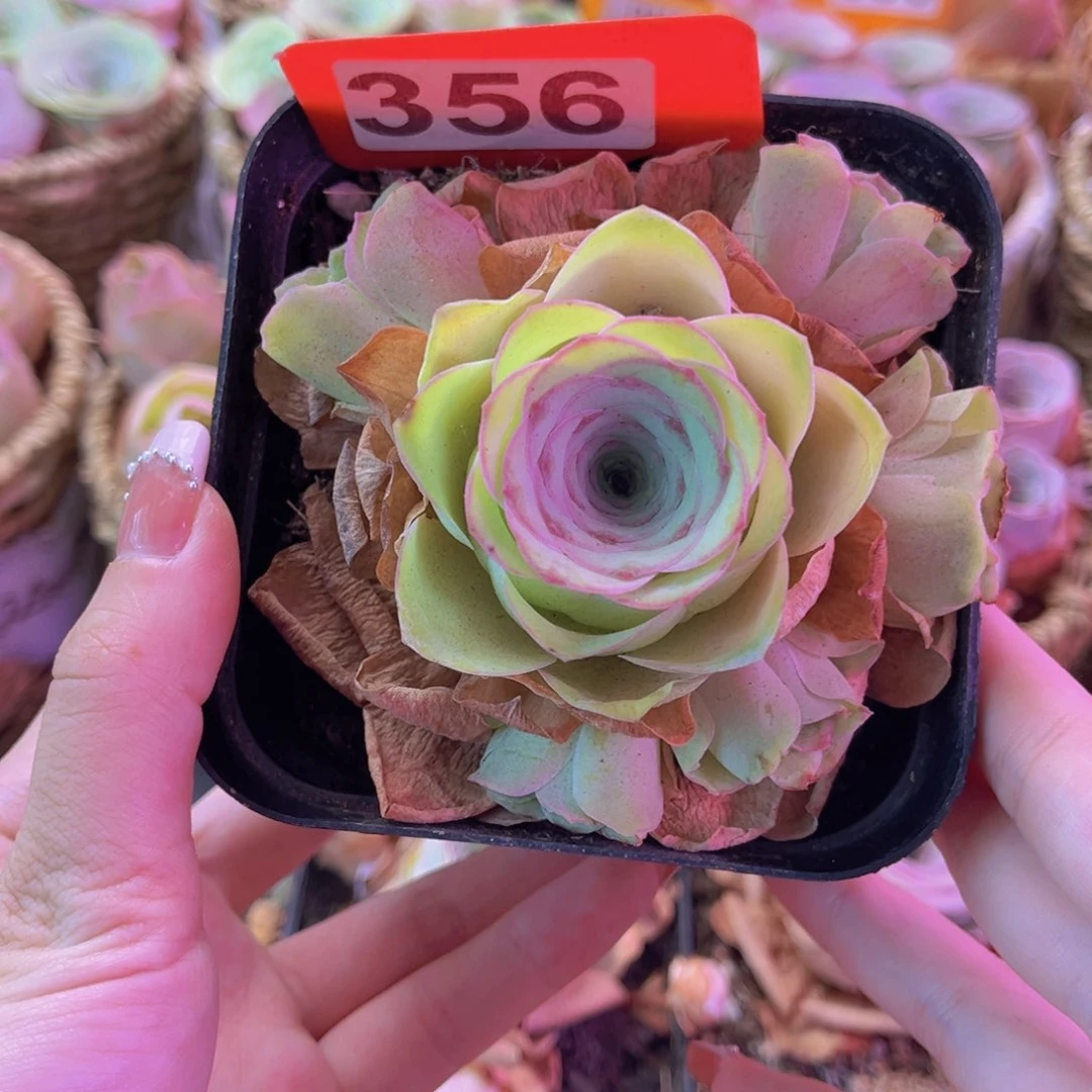 单品小玉一物一拍356