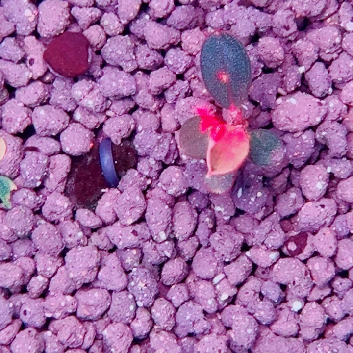 无花朵福利价11号一头植物