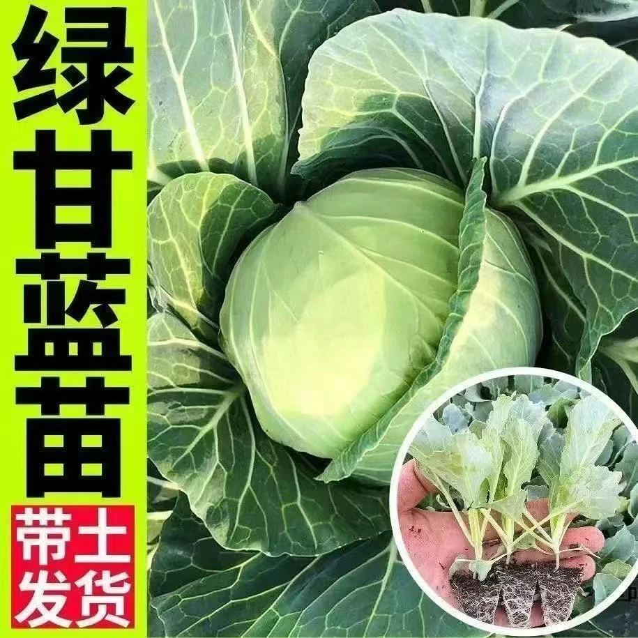 绿甘蓝苗圆白菜苗黄心包菜苗大头菜苗春秋季阳台菜园高产蔬菜秧苗