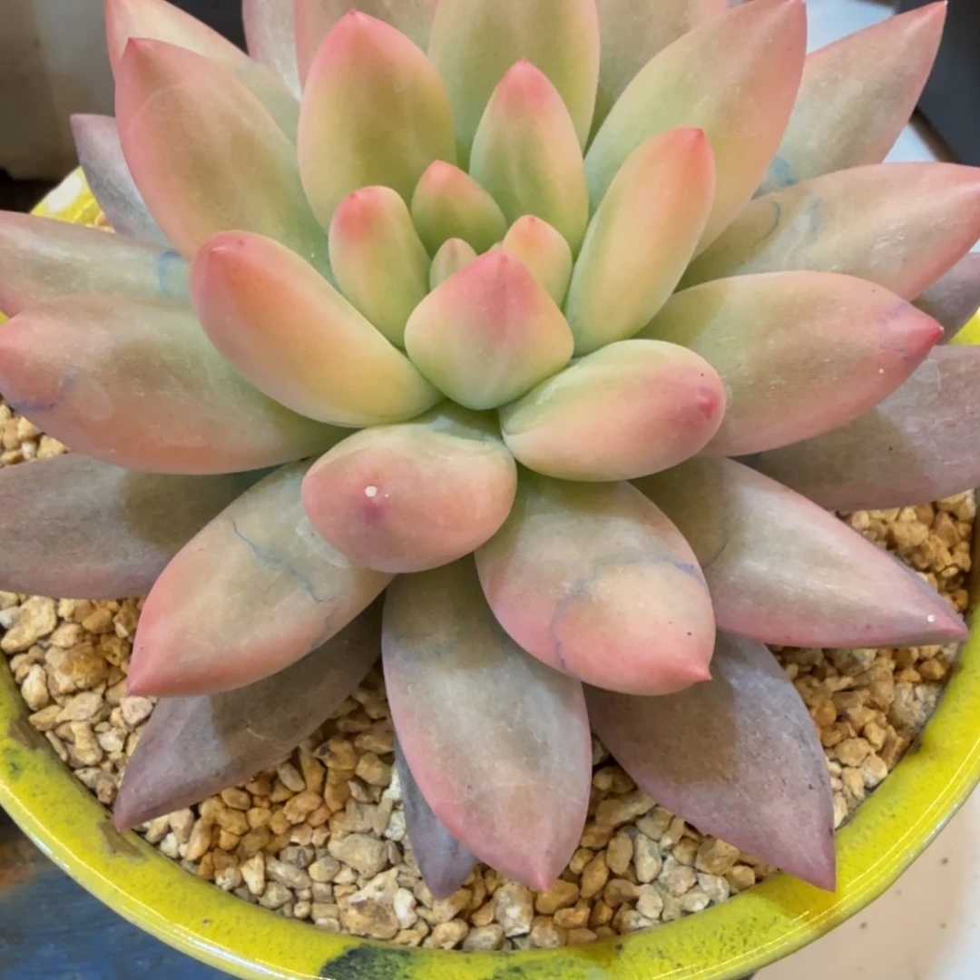 红蜻蜓 安吉园艺锦锦