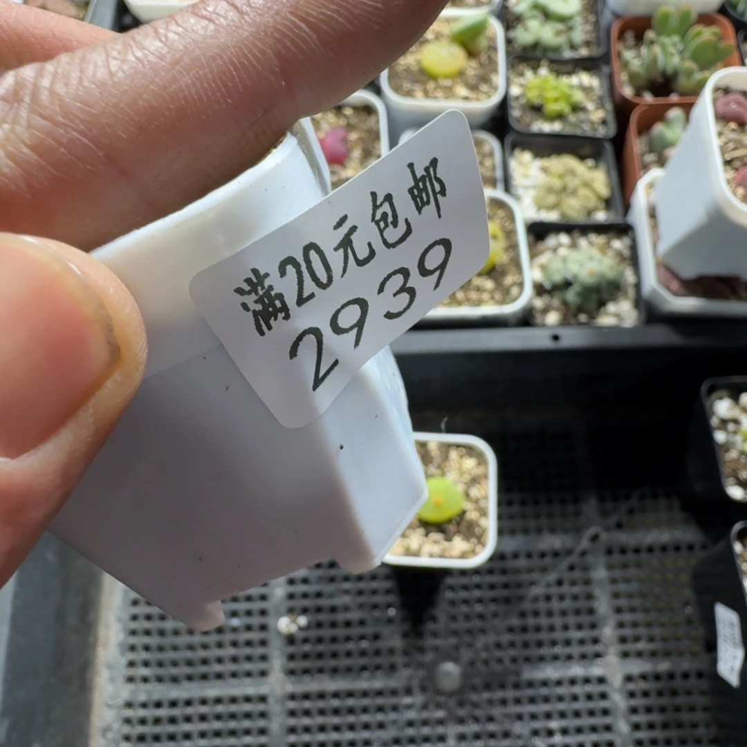 y****i2939。O泡一颗