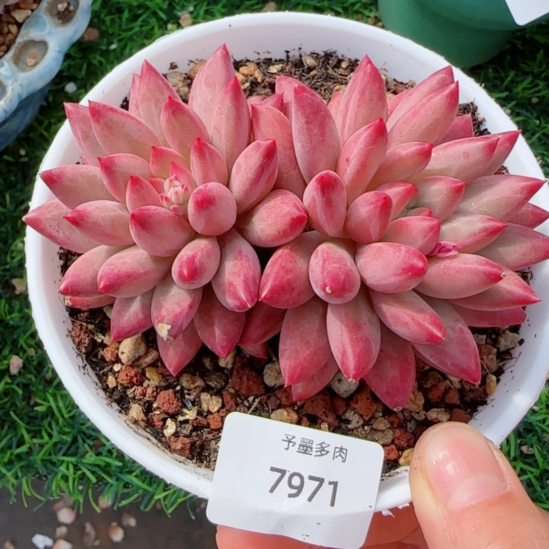 虞美人，7971多肉植物