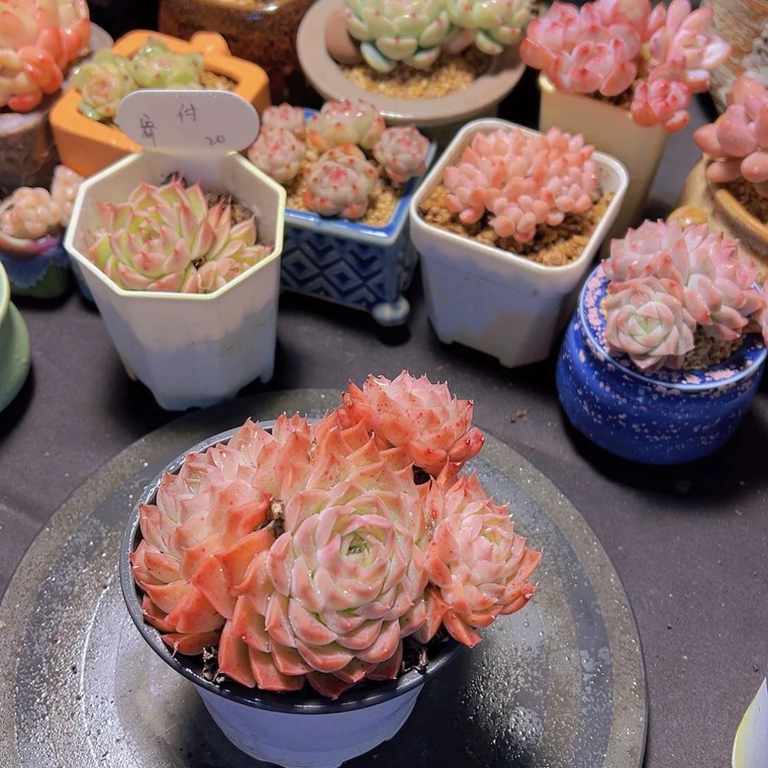 ᥫ****新品，多肉植物