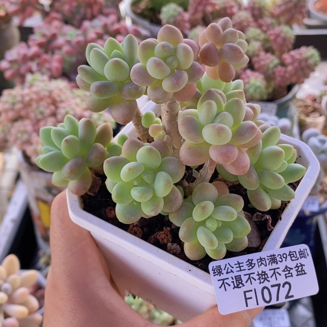 鱼子酱老桩有砍8cm1072多肉植物