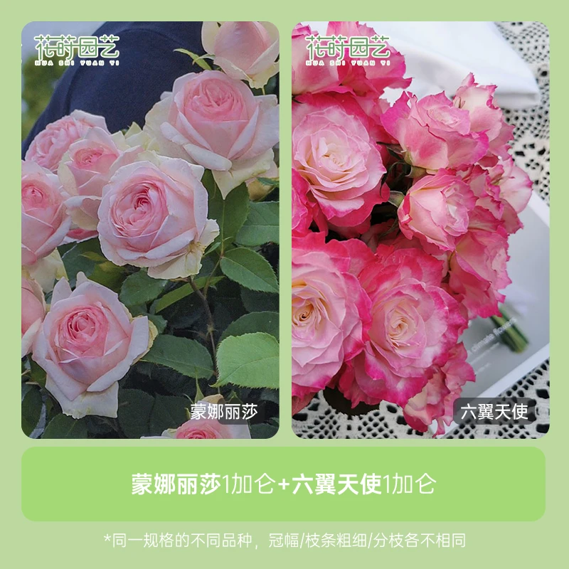 花莳园艺 1加扦插【蒙娜丽莎+六翼天使】组合月季花苗花园植物