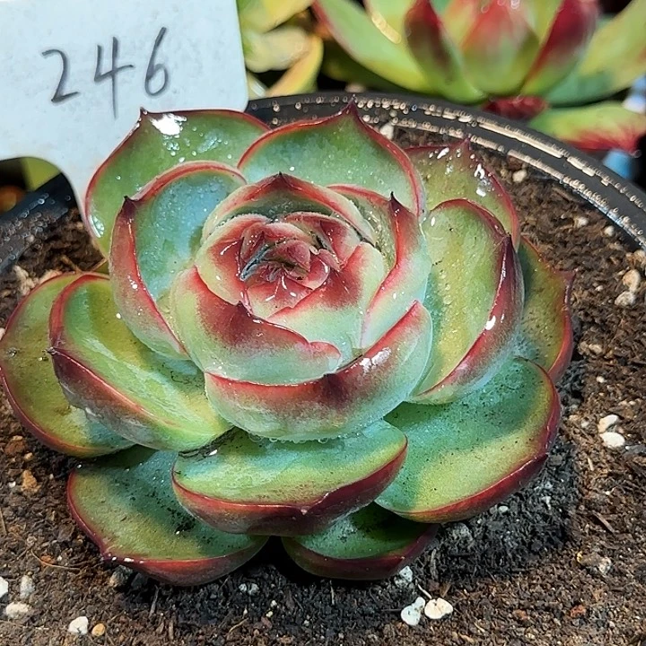 勺型惊鸿一物一拍包装收缩花旱246