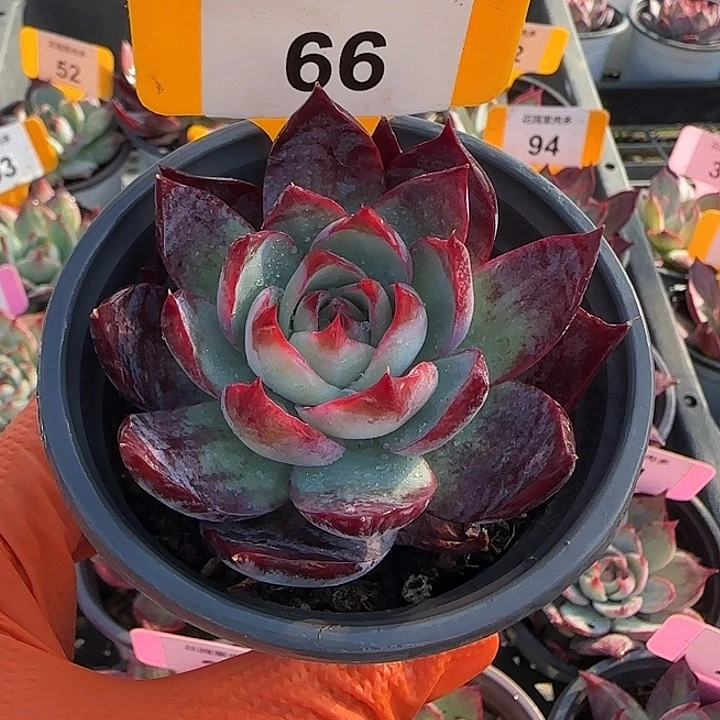 好***满66 惊鸿仙子多肉植物7-9cm