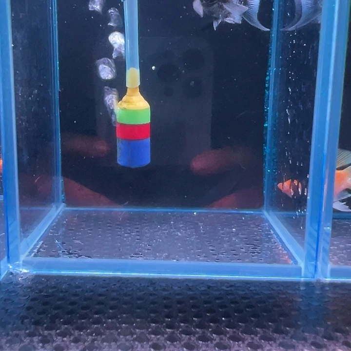 孔雀鱼253号玛丽1对