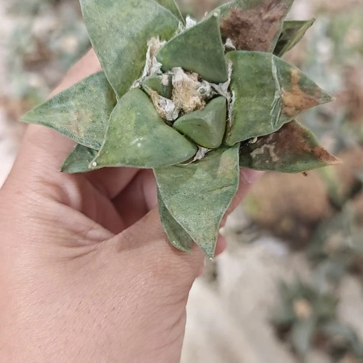 一物一拍，实生仙人球！