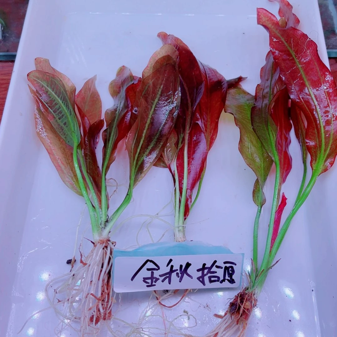 金***愿美小呆哇塞套餐一份