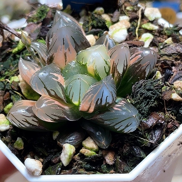 718老川锦完美锦一物