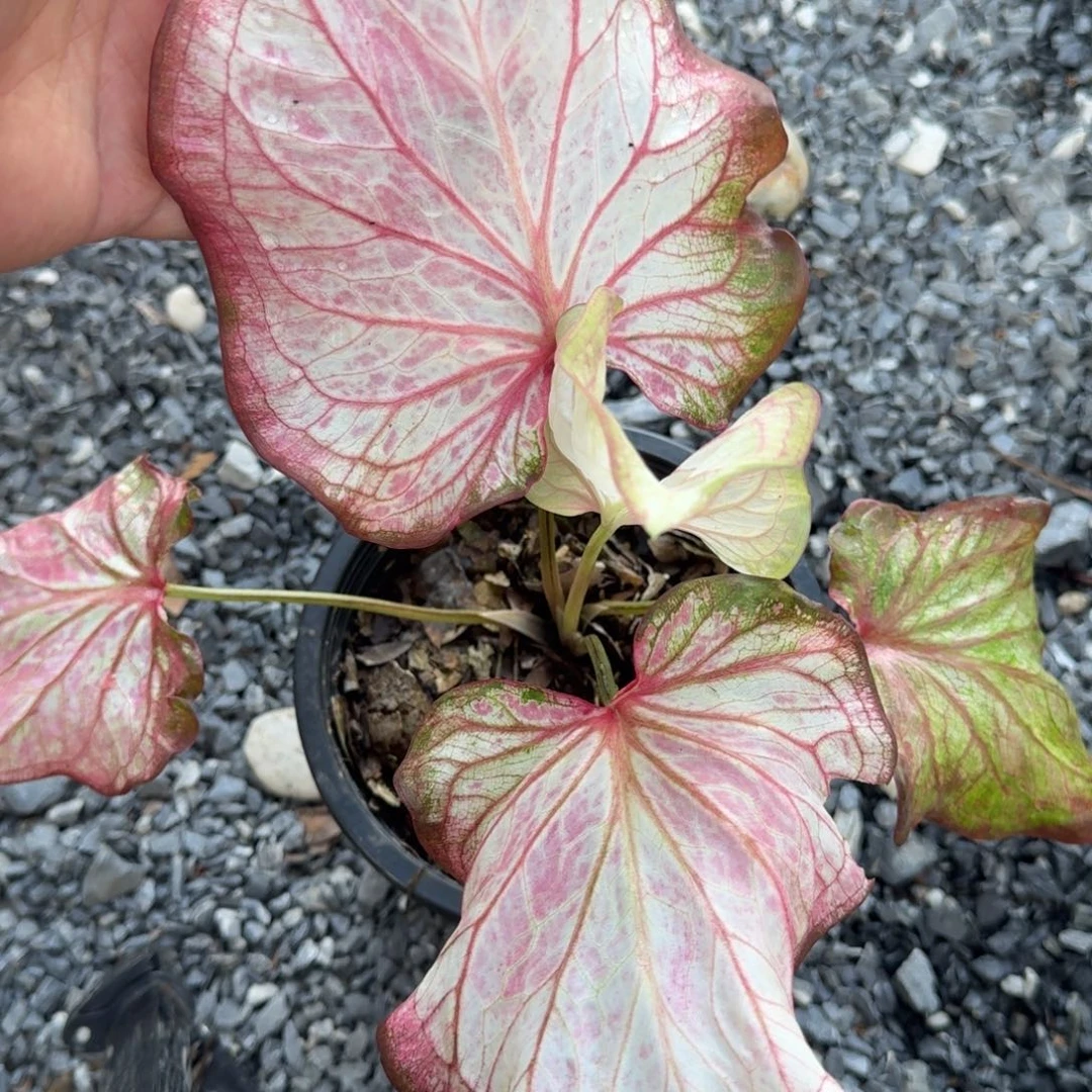 无花朵纯洁的心c050