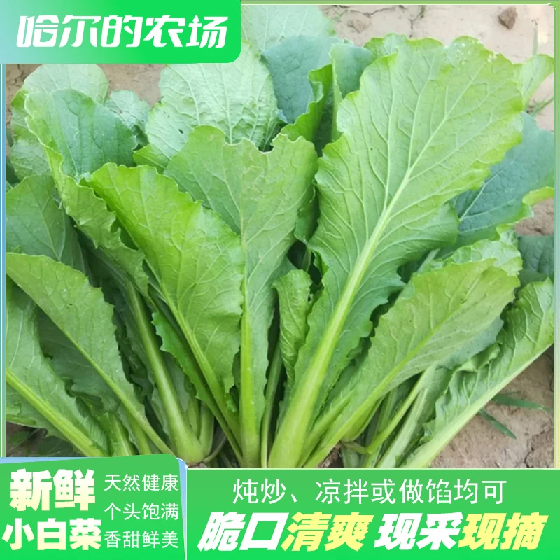 小白菜大兴本土种植2000g绿色蔬菜白菜