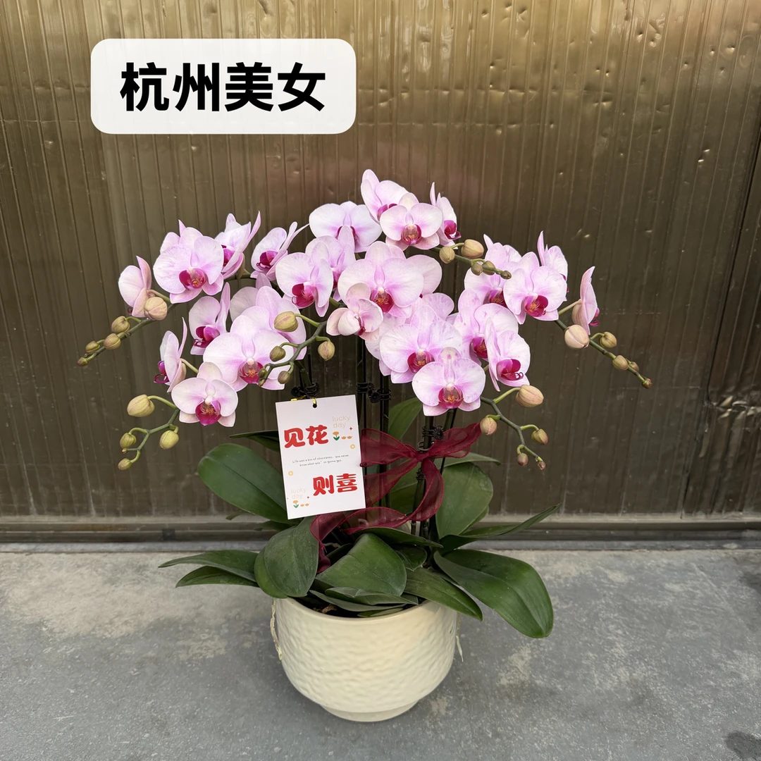 【杭州美女】稀有品种热卖蝴蝶兰 网红款