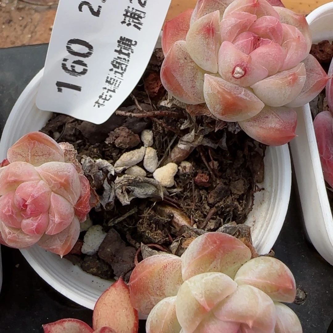 花语逸境0211-160