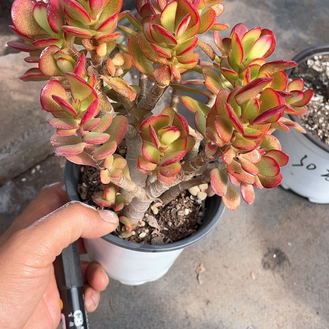 兮*全红摇钱树带盆发货