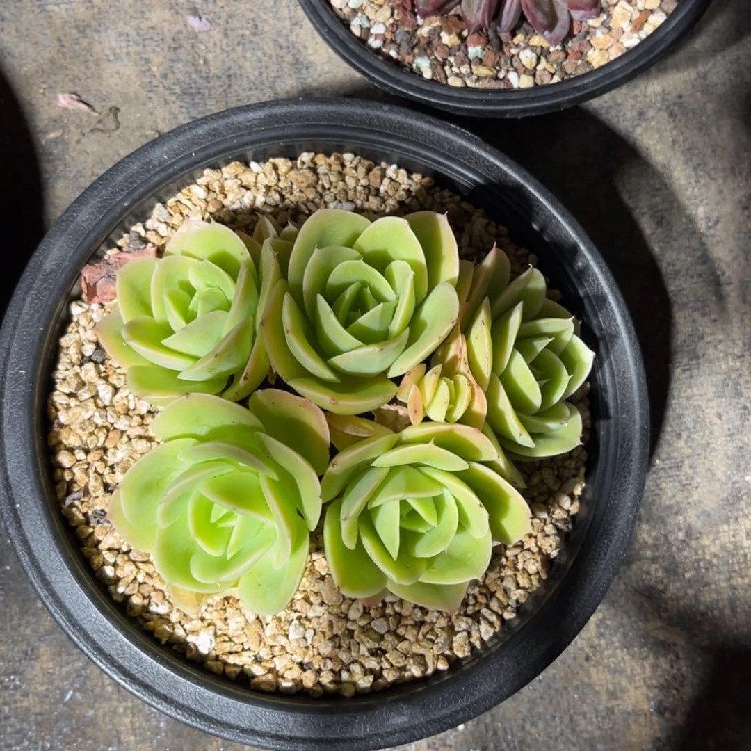 星纳塔多肉植物ruzhibo