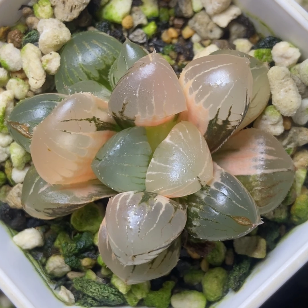 极上斑糯玉露锦一物一拍