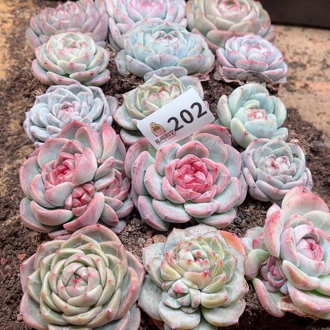 ❀多肉植物多肉植物