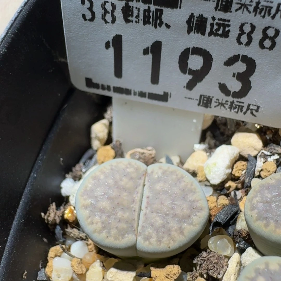 zzzz生石花肉锥1193