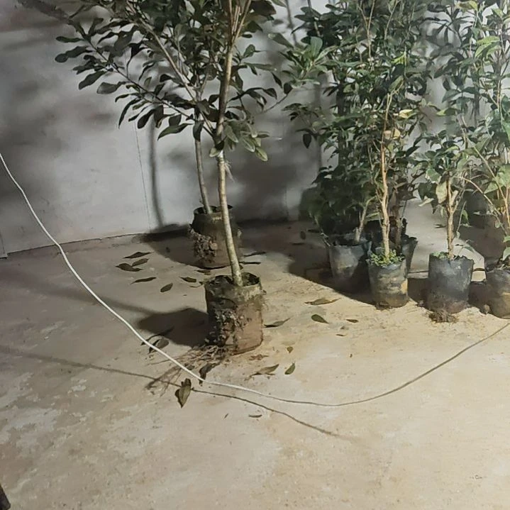 无花朵东魁杨梅苗大放漏