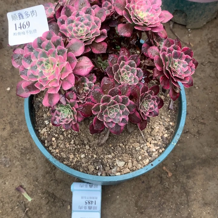 秋***雾1469铜花顺多肉植物