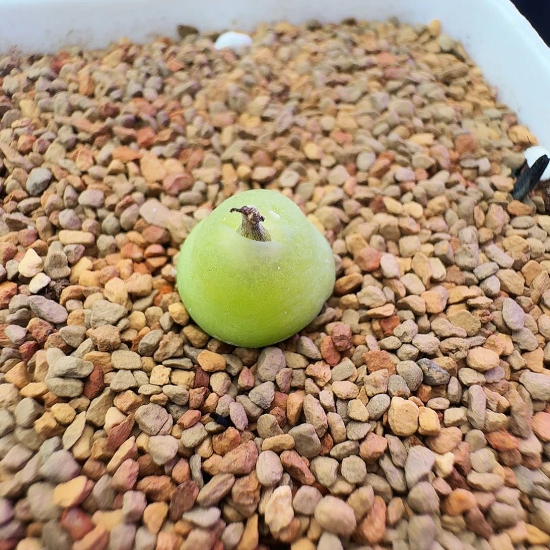 多肉植物福利风铃园艺大葫芦4