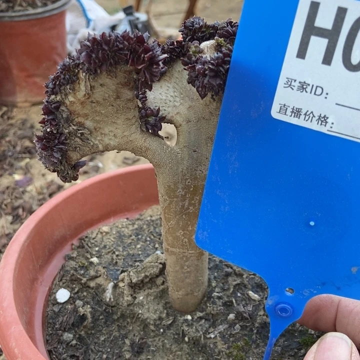 左***斌002黑缀法师缀化老桩