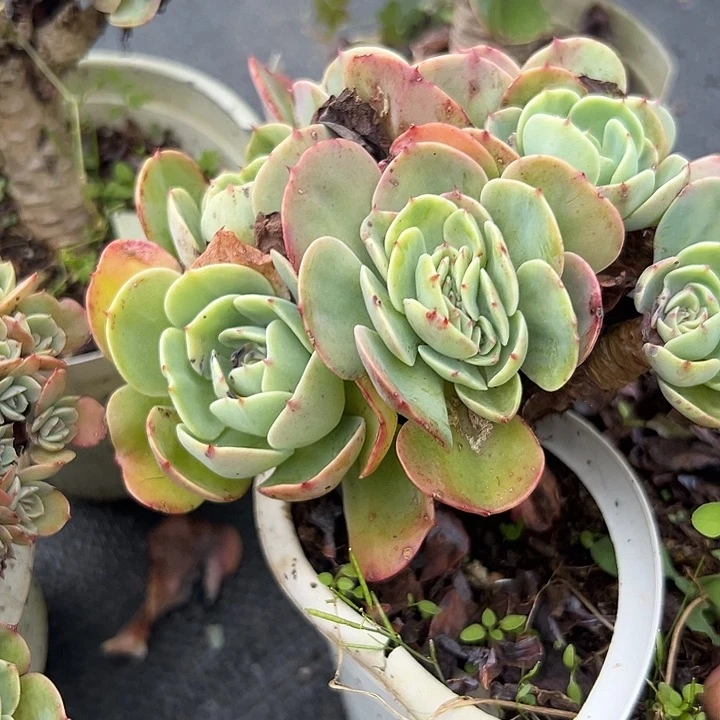 艾斯梅拉达缀。