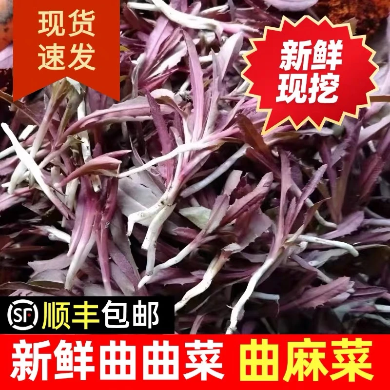 【顺丰包邮】新鲜曲曲芽鲜嫩曲麻菜苦菜现摘苦菜爽嫩蘸酱小菜曲曲芽