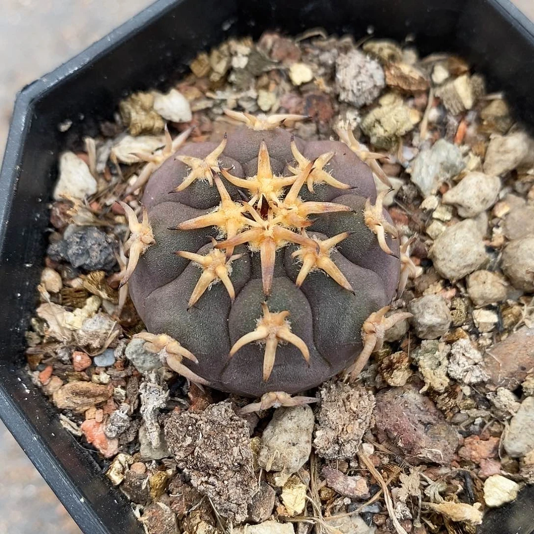 实生  猫爪3公分左右一物一拍