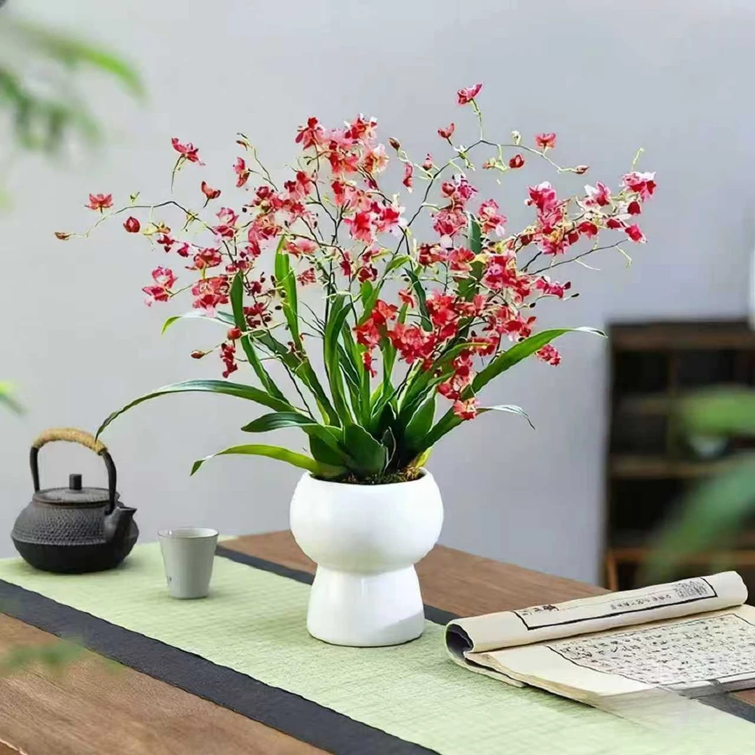 【5-8支花剑】梦香兰奶香红色室内盆栽绿植开花更香大鳞茎好养喜文