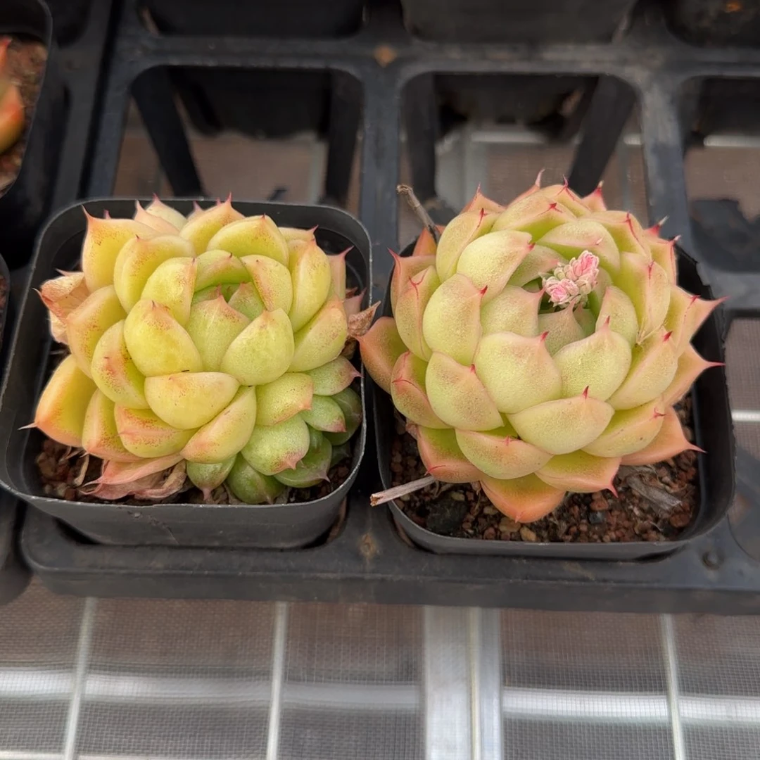 从前慢花园精选多肉海王珍妮2