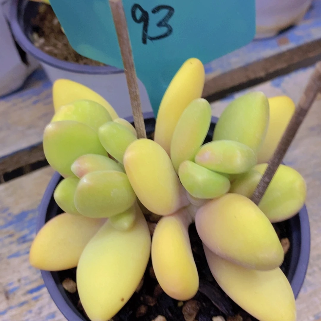 多肉植物，一图一拍，专场