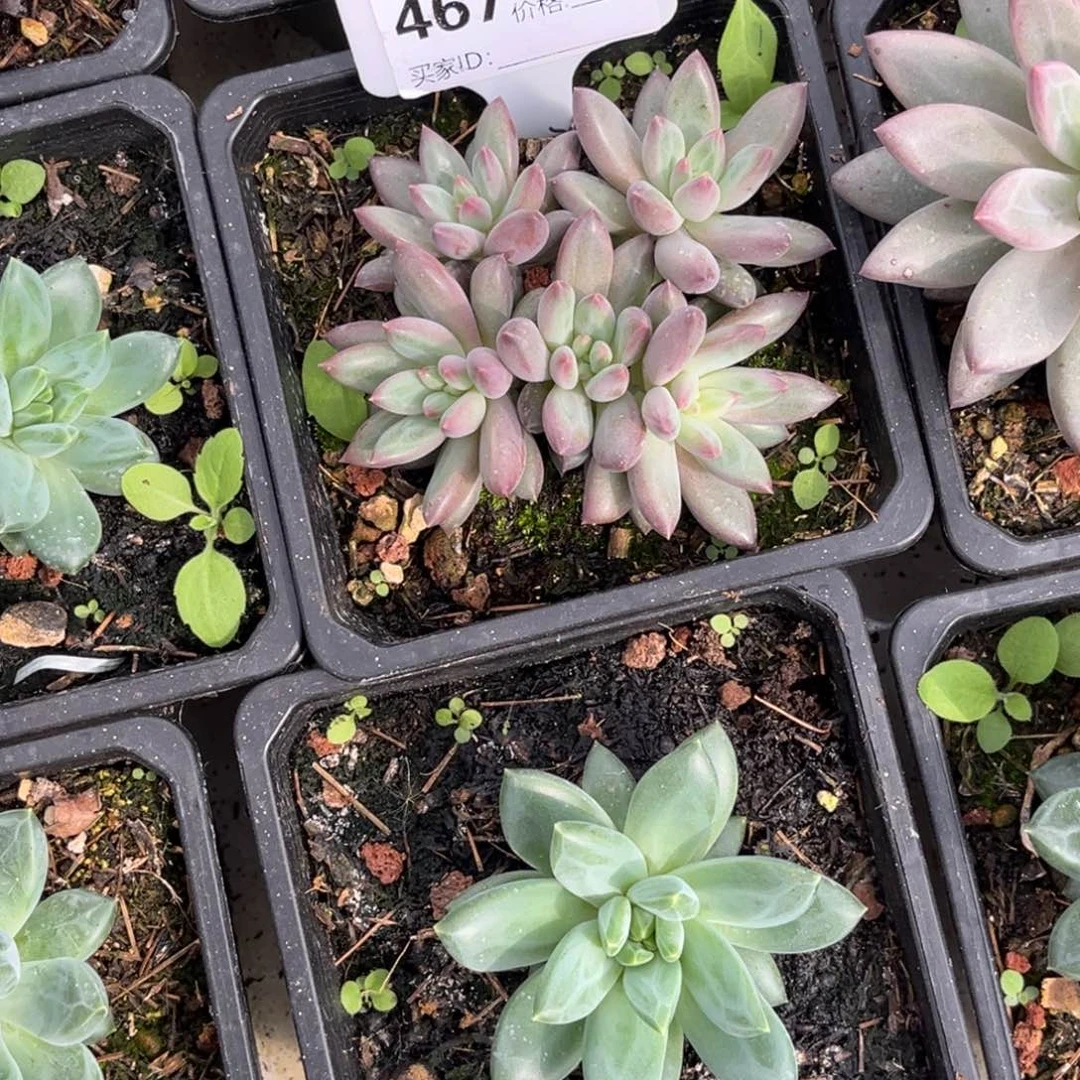 虞美人多肉植物467