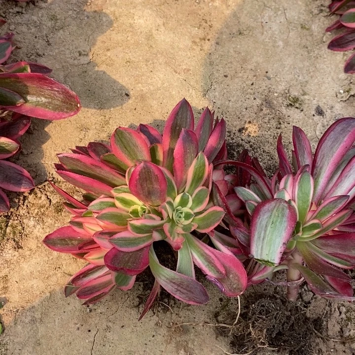 5颗小美杜莎5颗粉女巫