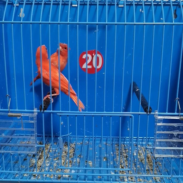 虎皮鹦鹉3****9辣椒公两只